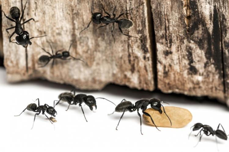Comment se débarrasser des fourmis dans la maison : méthodes et astuces