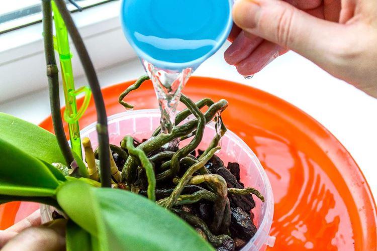 Comment arroser une orchidée à la maison