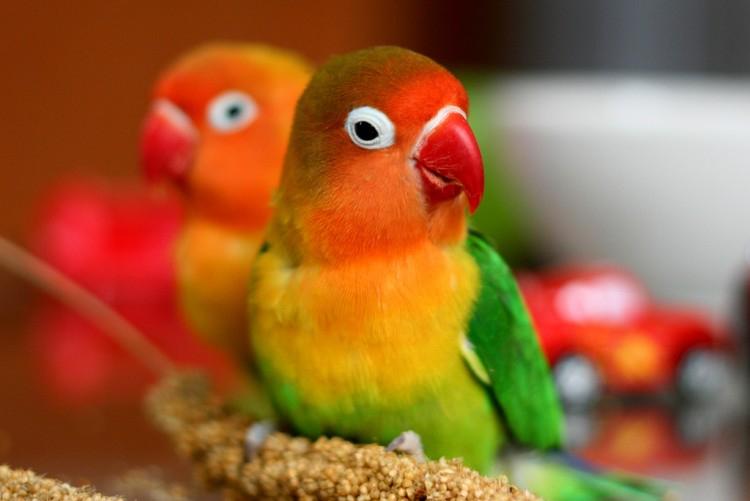 Combien de temps vivent les perroquets et comment prolonger leur durée de vie ?