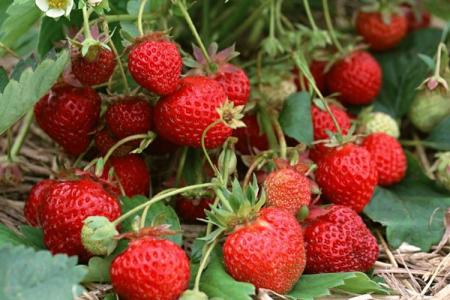 Maladies des fraises: descriptions avec photos et méthodes de traitement