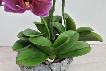 Maladies des feuilles d'orchidées: descriptions avec photos, traitement