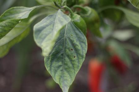 Maladies des feuilles de poivron: descriptions avec photos, traitement