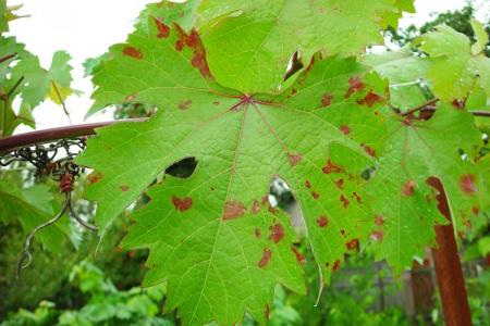 Maladies des feuilles de vigne: descriptions avec photos, traitement