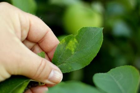 Maladies des feuilles de pommier: descriptions avec photos, traitement