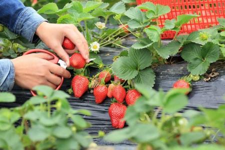 Comment nourrir les fraises au printemps pour une bonne récolte