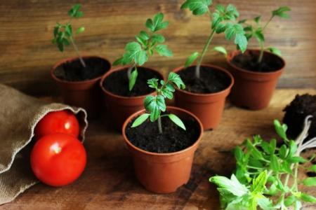 Comment et comment nourrir les plants de tomates