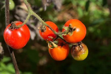 Phytophthora sur tomates: comment combattre, comment traiter