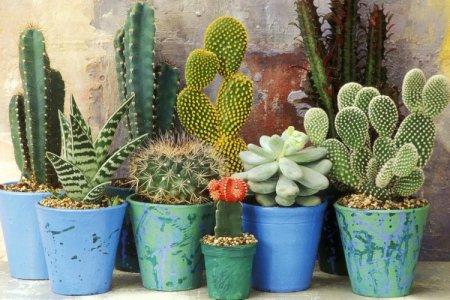 Comment prendre soin d'un cactus à la maison: conseils et astuces de vie