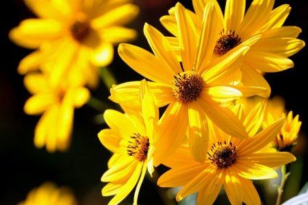 Fleurs jaunes : noms, photos et descriptions (catalogue)