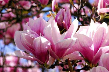 Magnolia (60 photos): types, soins et plantation en plein champ