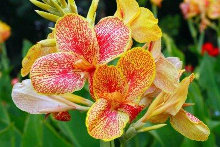Fleur de Canna (60 photos): types, soins appropriés et plantation