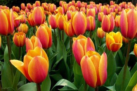 Tulipes (60 photos): types, plantation et soins en plein champ
