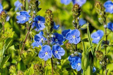 Fleurs bleues : noms, photos et descriptions (catalogue)