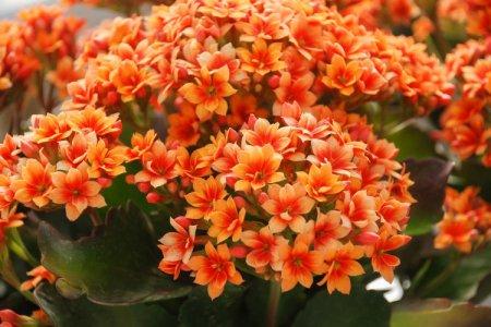 Fleurs d'oranger : noms, photos et descriptions (catalogue)