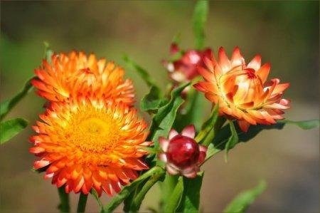Gelikhrizum (50 photos): types, plantation et soins appropriés des fleurs