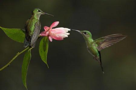 Colibri (50 photos): description de l'oiseau, ce qu'il mange et où il vit
