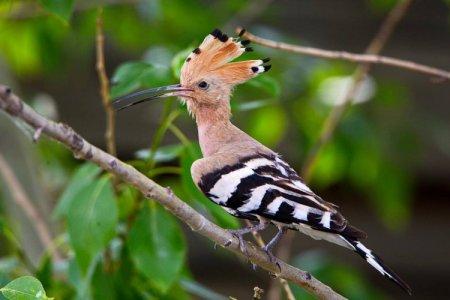Huppe fasciée (50 photos) : description de l'oiseau, ce qu'il mange et où il vit
