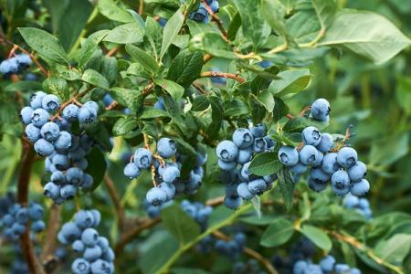 Blueberry Patriot: description de la variété, entretien et plantation