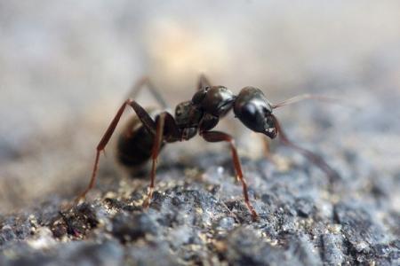 Comment se débarrasser des fourmis: les meilleurs remèdes populaires