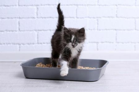 Comment dresser un chaton à une litière en appartement : rapidement et facilement