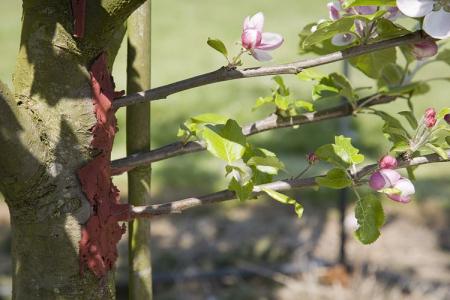 Comment planter un pommier au printemps: instructions étape par étape