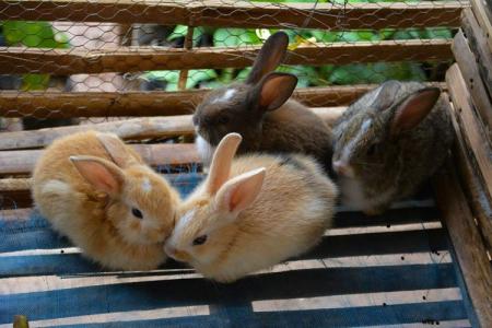 Cages à lapins DIY : comment faire ?