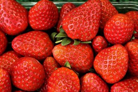 Les meilleures variétés de fraises remontantes : noms et photos