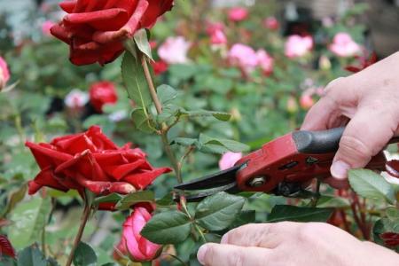 Tailler les rosiers au printemps: instructions pas à pas pour les débutants