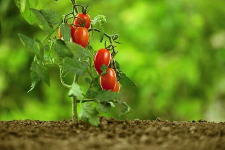 Pourquoi les feuilles de tomate s'enroulent : que faire ?