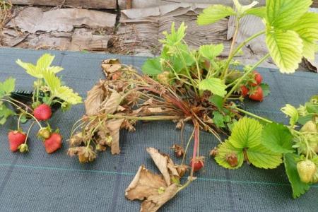 Pourquoi les feuilles de fraisier jaunissent et sèchent