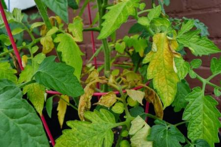 Pourquoi les feuilles de tomate jaunissent et sèchent