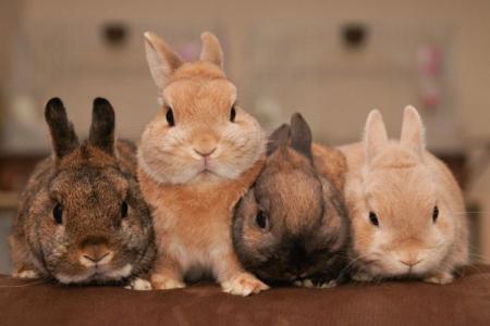 Races de lapins : noms et photos (catalogue)