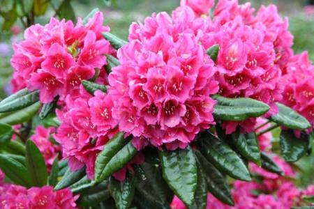 Rhododendron (70 photos): types et caractéristiques des soins