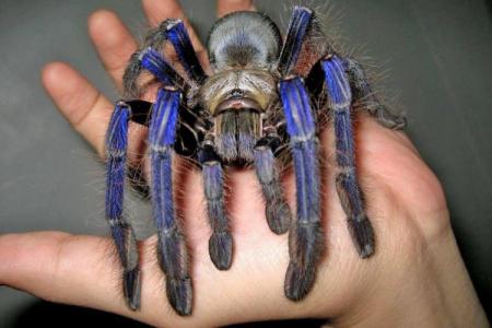 Top 10 des plus grandes araignées du monde