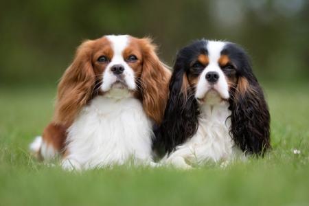 Top 10 des races de chiens les plus chères au monde