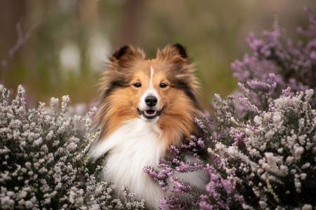 Les plus belles races de chiens : noms et photos (catalogue)
