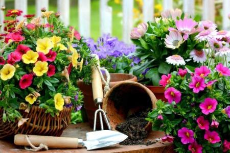 Les fleurs les moins prétentieuses pour une résidence d'été: photos et noms