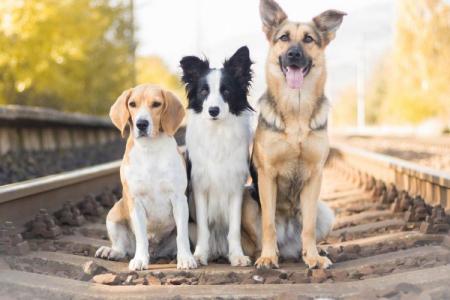 Les races de chiens les plus intelligentes : noms et photos (catalogue)