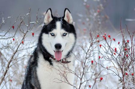 Husky de Sibérie (60 photos): description de la race, du caractère et des soins