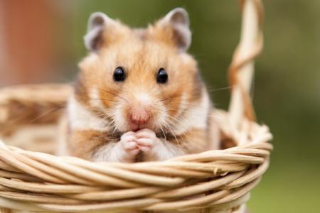 Combien de temps vivent les hamsters et comment prolonger leur vie