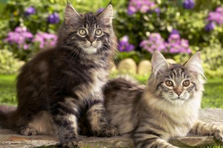 Combien de temps vivent les chats et comment prolonger leur durée de vie ?