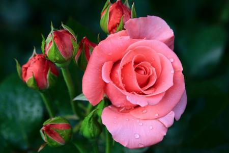 Types et variétés de roses : photos, noms et descriptions (catalogue)